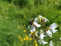 Alloscirtetica