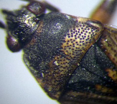 Peritrechus