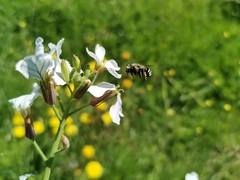 Alloscirtetica