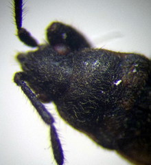 Pezocoris apicimaculus