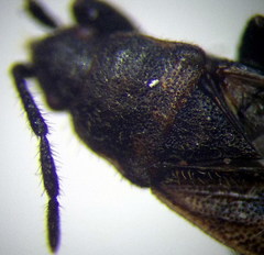 Pezocoris apicimaculus