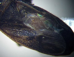 Pezocoris apicimaculus