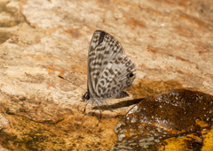 Leptotes cassius cassidula