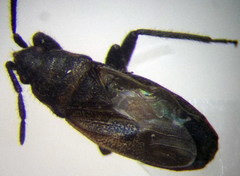 Pezocoris apicimaculus