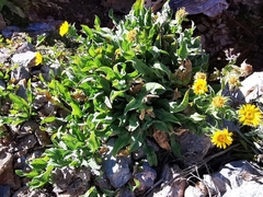 Grindelia greenmanii