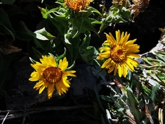 Grindelia greenmanii