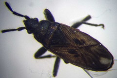 Pezocoris apicimaculus