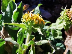 Grindelia greenmanii