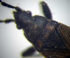 Pezocoris apicimaculus