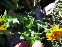 Grindelia greenmanii