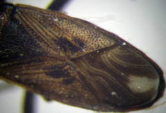 Pezocoris apicimaculus
