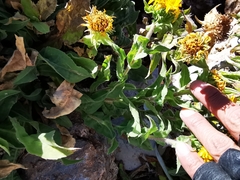 Grindelia greenmanii