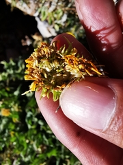 Grindelia greenmanii
