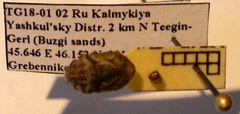 Phimodera humeralis