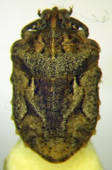 Phimodera humeralis