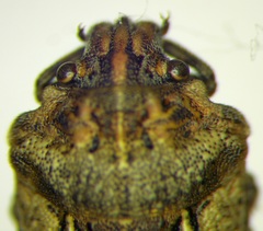 Phimodera humeralis