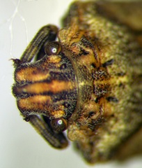 Phimodera humeralis