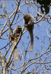 Plecturocebus pallescens