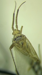 Oncotylus setulosus