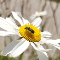 Callistochlora chloris