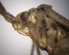 Oncotylus setulosus