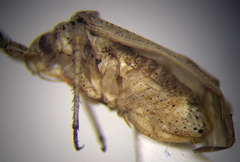 Oncotylus setulosus