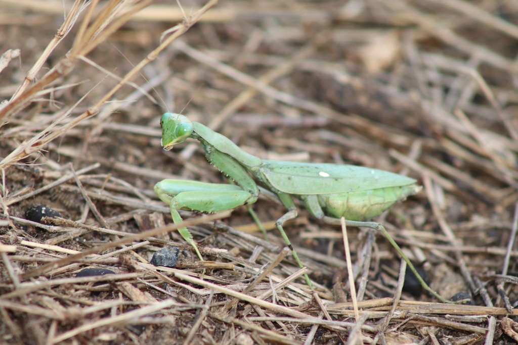 Sphodromantis baccettii