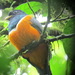 Trogon collaris aurantiiventris - Photo (c) alcedo77, some rights reserved (CC BY-NC)