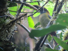 Aulacorhynchus prasinus caeruleogularis