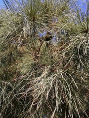 Pinus halepensis