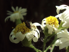 Misumenops callinurus