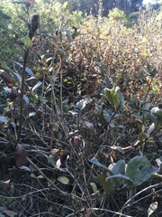 Lonicera involucrata
