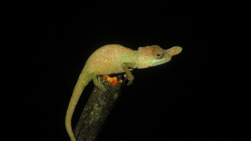 Rednose Dwarf Chameleon - Photo (c) John Lyakurwa, some rights reserved (CC BY), uploaded by John Lyakurwa