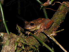 Bokermannohyla circumdata