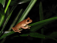 Bokermannohyla circumdata