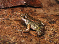 Crossodactylus gaudichaudii