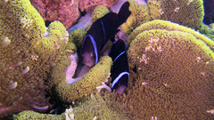 Amphiprion tricinctus