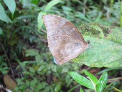 Morpho menelaus amathonte