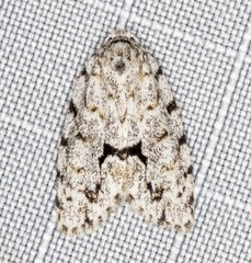 Thallarcha macilenta
