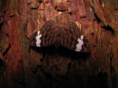 Ectima thecla thecla