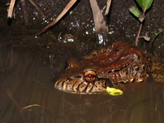 Leptodactylus labyrinthicus