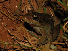 Leptodactylus latrans