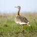 Great Bustards - Photo (c) Sergey Yeliseev, some rights reserved (CC BY-NC-ND)