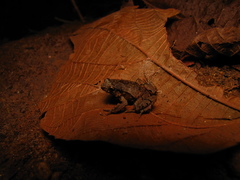 Physalaemus signifer