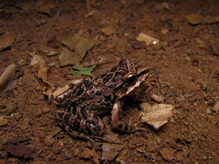 Thoropa miliaris