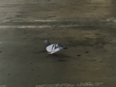 Columba livia