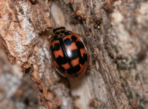 Poplar Ladybird Beetle