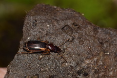 Cymindis axillaris