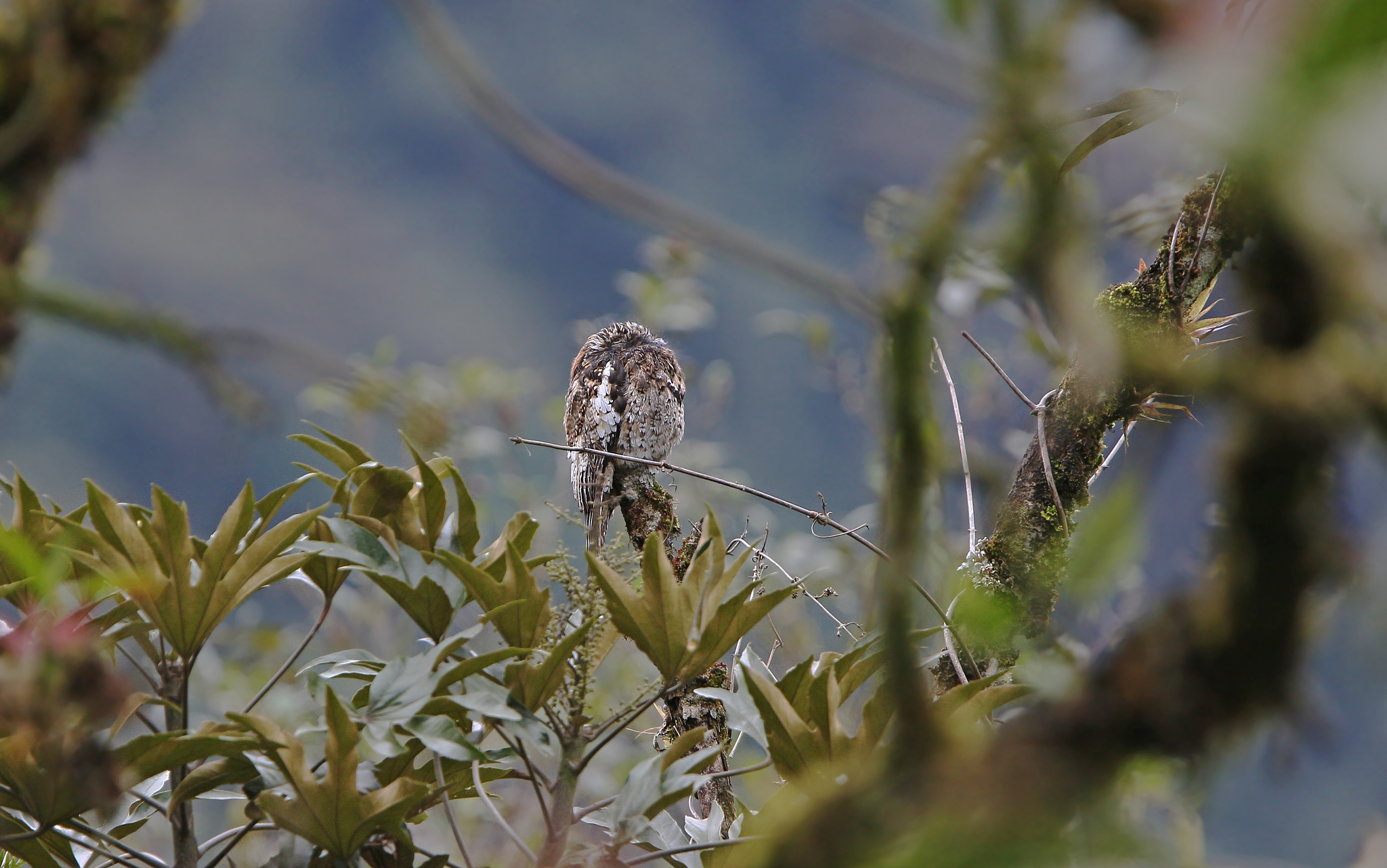 Andean Potoo (Nyctibius maculosus), photo 10