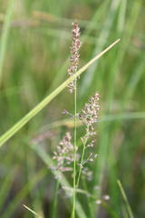 Calamagrostis stricta